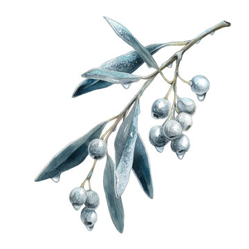Watercolor illustration of an icy mistletoe branch with silver berries.
