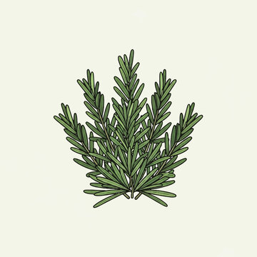 A sprig of fresh green rosemary with needlelike leaves on a light background
