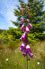 Purple Foxglove (Digitalis purpurea) flowering on a sunny meadow in Northern California
