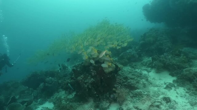 a massive school of Yellowfin snappers gliding together over the rocky coral formations in slow motion high resolution underwater scenery