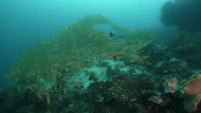 a massive school of Yellowfin snappers gliding together over the rocky coral formations in slow motion high resolution underwater scenery