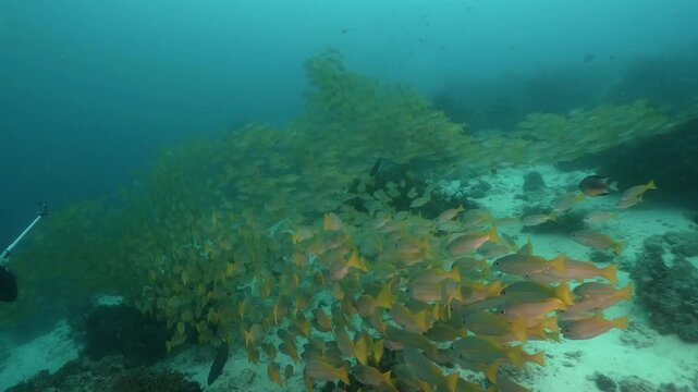 a massive school of Yellowfin snappers gliding together over the rocky coral formations in slow motion high resolution underwater scenery