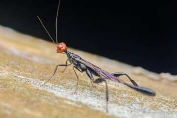 Macro shot of a black and red insect with long antennae on a leaf