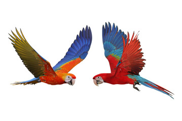 Colorful flying Macaw parrots isolated on transparent background. © Passakorn