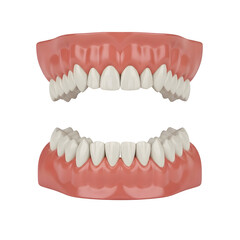 Obraz premium Detailed illustration of human adult teeth arrangement, showing dental anatomy, tooth types, and oral structure for medical and educational use.