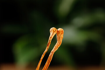 Fototapeta premium Golden Cordyceps Mushrooms Traditional Chinese Medicine Herbal Remedy Natural Health Treatment