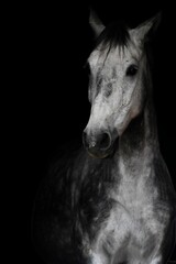 detailed portrait of a piebald Arabian horse on a black background