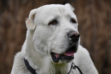 portrait of a Central Asian Shepherd dog on a natural brown background