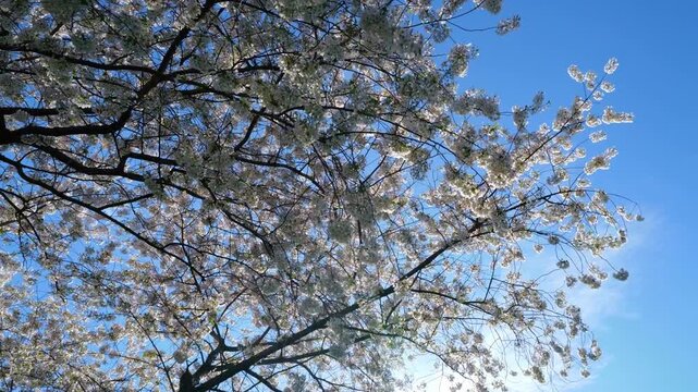 A beautiful cherry blossom tree in bloom. A spring orchard filled with blossoming trees. White flowers blooming in springtime. Blossoming cherry orchard. Cherry blossoms against a bright blue sky.