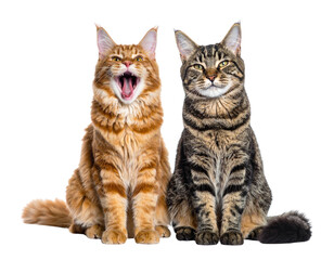 Obraz premium Happy and cute cat laughing isolated on transparent background