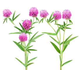 studio photograph of two tall flowering stems of vibrant pink clover (trifolium pratense) with green leaves, sharply isolated against a solid transparent background.