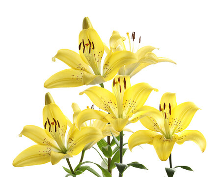 beautiful bouquet of bright yellow asiatic lilies with prominent dark spots and long stamens isolated on a clean transparent background.