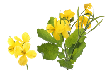 detailed photograph of bright yellow greater celandine, chelidonium majus, flowers and lobed green foliage isolated on a transparent background.