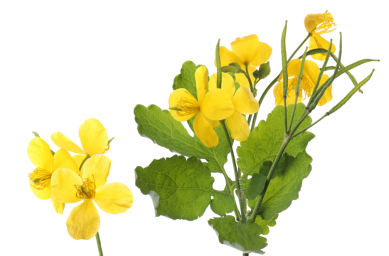 detailed photograph of bright yellow greater celandine, chelidonium majus, flowers and lobed green foliage isolated on a transparent background.