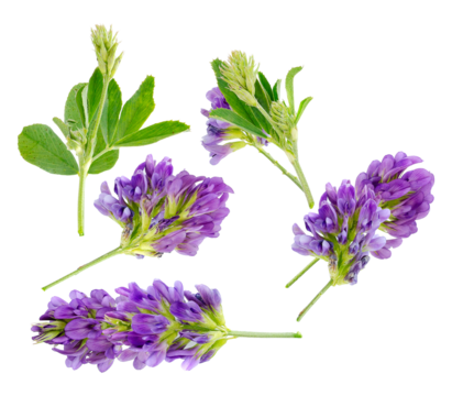 multiple purple alfalfa or lucerne flowers (medicago sativa) with green leaves isolated on a solid transparent background. detailed studio photograph.