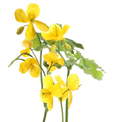 dense cluster of bright yellow celandine flowers (chelidonium majus) in various stages of bloom with green leaves isolated on a transparent background.