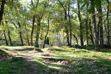 Mature couple walking hand in hand in forest
