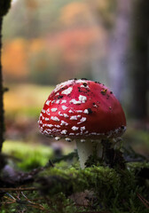 fly agaric mushroom © Anna