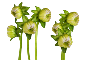 photograph showcasing a detailed grouping of seven unopened yellow and white dahlia flower buds supported by straight green stems, isolated against black.