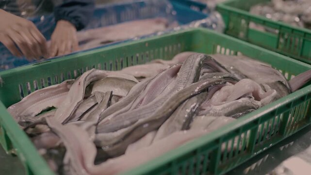 Raw Fish or Eel Fillets in Green Crate at Karachi Processing Factory
