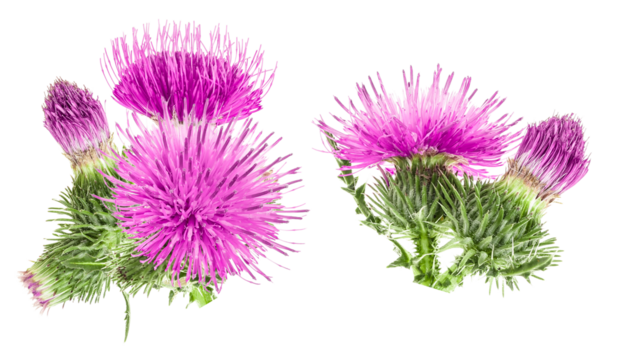 intense photograph capturing two large, spiky purple common thistles in full bloom, detailed with green protective foliage, isolated on a deep transparent background.
