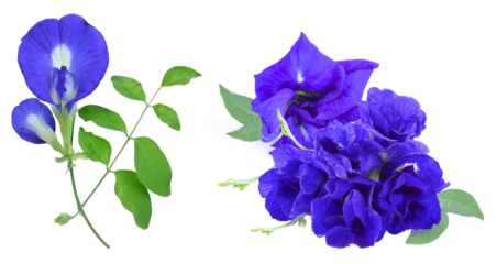 detailed photograph of single and clustered deep blue butterfly pea flowers (clitoria ternatea) and green leaves, set against a black backdrop.