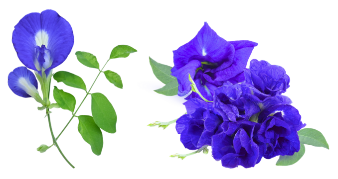 detailed photograph of single and clustered deep blue butterfly pea flowers (clitoria ternatea) and green leaves, set against a black backdrop.