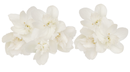 bright photograph of delicate white mock orange flowers, showcasing their pure petals and sunny centers, clustered together and isolated on black.