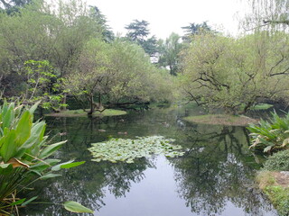 Clear pond with lotus leaves in a fresh garden at West Lake (Xi Hu), Hangzhou, China. A vibrant, refreshing scene showcasing tranquil waters in the famous lakeside park.