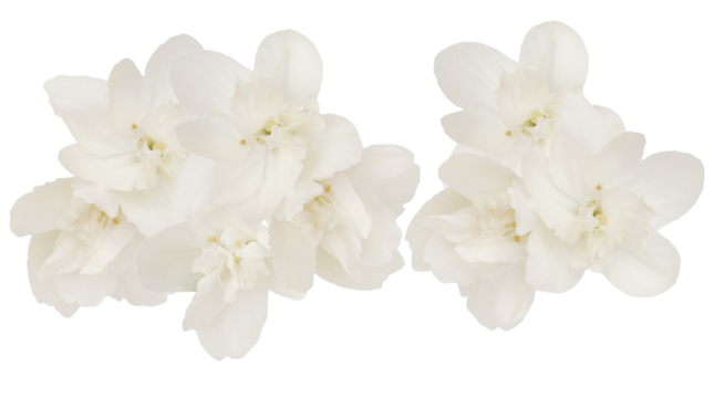bright photograph of delicate white mock orange flowers, showcasing their pure petals and sunny centers, clustered together and isolated on black.
