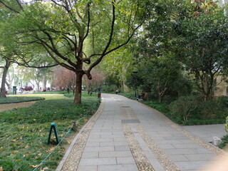 Lush green natural garden at West Lake (Xi Hu), Hangzhou, China. Dense trees in the foreground with the tranquil lake visible in the background. Peaceful morning Asian landscape.