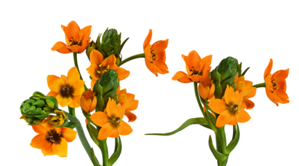 vibrant orange star of bethlehem or sun star flowers (ornithogalum dubium) and fresh green buds on long stems isolated against a dark transparent background.