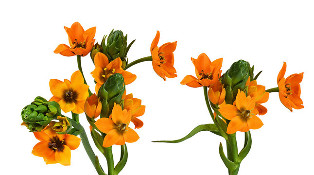 vibrant orange star of bethlehem or sun star flowers (ornithogalum dubium) and fresh green buds on long stems isolated against a dark transparent background. - Powered by Adobe