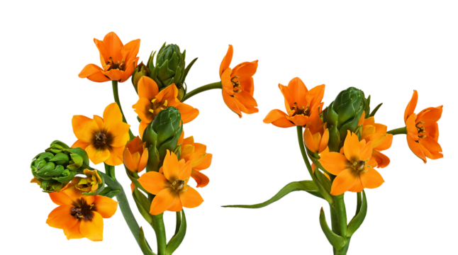 vibrant orange star of bethlehem or sun star flowers (ornithogalum dubium) and fresh green buds on long stems isolated against a dark transparent background.