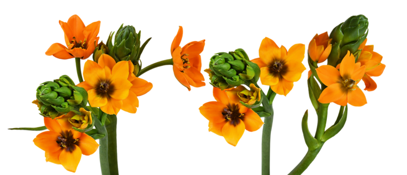 paired photographic arrangement of bright orange star of bethlehem flowers (ornithogalum) featuring striking green central buds isolated on black.