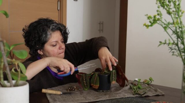 An adult carefully repots and tidies a prayer plant at a home table, using a small trowel to loosen soil and adjust leaves. The scene highlights hands-on indoor plant care in soft natural daylight.
