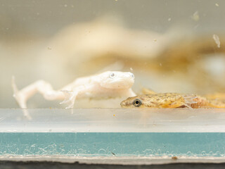 Grenouilles africaines à griffes (Xenopus laevis), morphes albinos et bruns, observées dans un aquarium.
