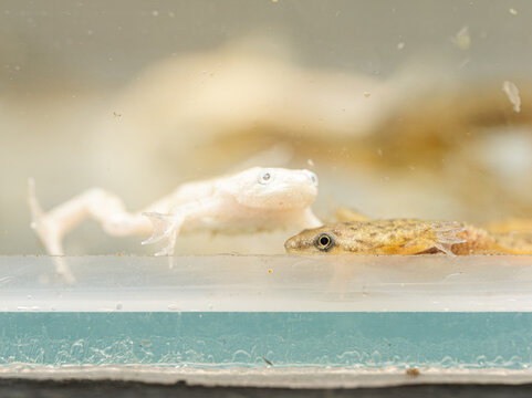 Grenouilles africaines &agrave; griffes (Xenopus laevis), morphes albinos et bruns, observ&eacute;es dans un aquarium.
