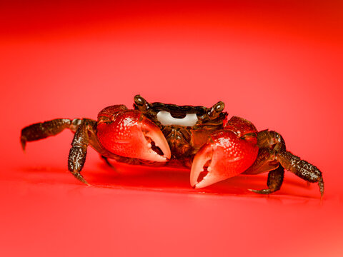 Crabe de mangrove rouge (Sesarma bidens), crustac&eacute; semi-terrestre originaire d&rsquo;Asie du Sud-Est.