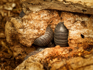 Cloportes Armadillidium depressum “Blad Italia” abrités dans du bois en décomposition.
