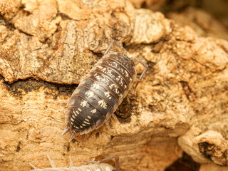 Cloporte Porcellio ornatus, espèce d’isopode terrestre élevée en terrarium et originaire d’Espagne.