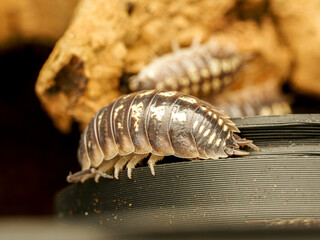 Cloporte Porcellio ornatus, espèce d’isopode terrestre élevée en terrarium et originaire d’Espagne.