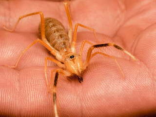 Gros plan d’un Galeodes sp., aussi appelé araignée chameau, tenu délicatement dans une main. Ce solifuge du désert montre son corps velu et ses grandes chélicères, caractéristiques des arachnides préd