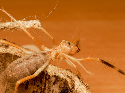 Galeodes sp. &ndash; solifuge du d&eacute;sert, araign&eacute;e chameau sur substrat sableux