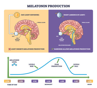 Melatonin production brief diagram shows day night control of the pineal gland via eye-SCN and a nightly rise fall curve, key objects, pineal gland, eye, time graph. Outline diagram