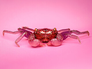 Crabe vampire (Geosesarma sp.), petit crabe semi-aquatique originaire d’Asie du Sud-Est. Espèce tropicale à la carapace violette et aux pinces roses, très prisée en terrarium humide pour ses couleurs 