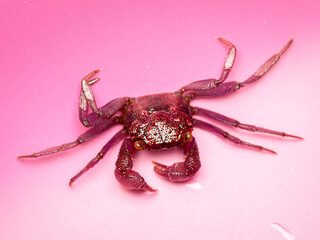 Crabe vampire (Geosesarma sp.), petit crabe semi-aquatique originaire d’Asie du Sud-Est. Espèce tropicale à la carapace violette et aux pinces roses, très prisée en terrarium humide pour ses couleurs 