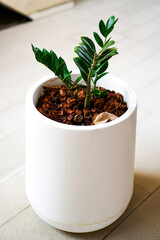 ZZ plant in white textured pot on tiled floor
