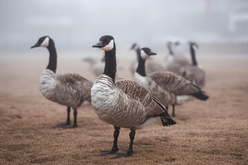 Obraz premium Geese gathered near farm pond in early morning fog creating a serene scene Generative AI