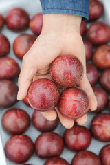 Fresh Red Plums with Heart Shapes Held in Hand - Organic Fruit Harvest